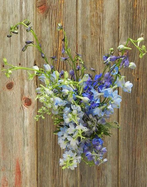  ASSORTED DELPHINIUM